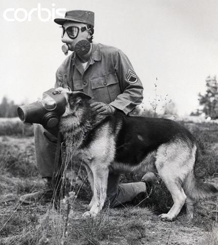 Soldier And Dog Wearing Gas Masks